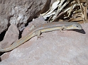 Petra (41)